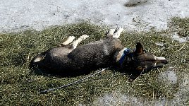 Dog relaxing on hay patch