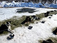 Dogs relaxing on hay patch