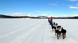 Sunny day dogsledding