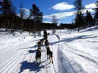 Sunny day dogsledding