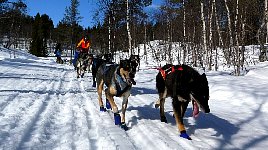 Sunny day dogsledding