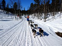 Sunny day dogsledding