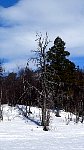 Sunny day dogsledding scenery