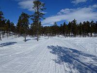 Sunny day dogsledding scenery