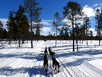 Sunny day dogsledding