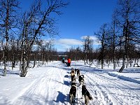 Sunny day dogsledding