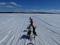 Sunny day dogsledding