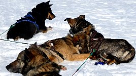 Harry rests head on other dog again