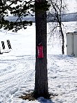 Tree with fire extinguisher