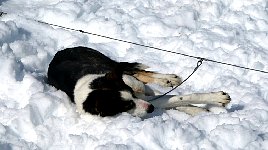 Dog resting on snow