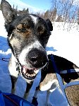 Dog relaxing during rest stop