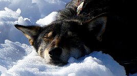 Dog relaxing during rest stop