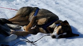 Dog relaxing during rest stop