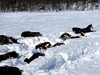 Dogs resting in deep snow