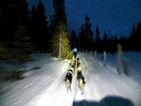 Dogsledding in twilight