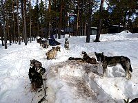 Bored dogs after two days of rest