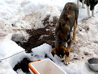 Luna digging for tree stump