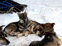 Bored dogs after two days of rest