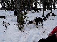 Young dog pulling young tree