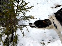 Young dog pulling young tree