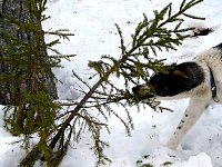 Young dog pulling young tree
