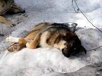 Bored dogs after two days of rest