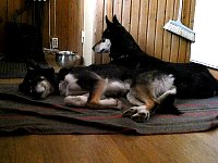 Idun and Tall on blanket in cabin