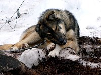 Harry chewing on pine cone