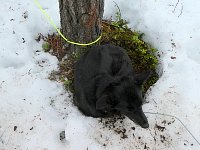 Dog sleeping on soil next to tree