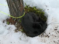 Dog sleeping on soil next to tree