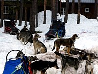 Dogs looking at Kenneth