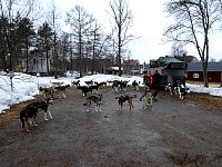 Dogs on hostel parking lot