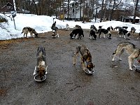 Dogs feeding on hostel parking lot