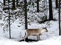 Reindeer next to road