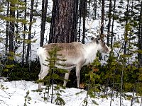 Reindeer next to road