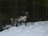 Reindeer next to road