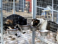 Dogs eating from bowls