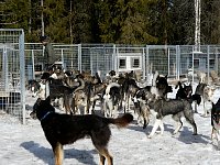 Dogs following Kenneth in Kennel