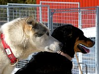 Dogs in kennel