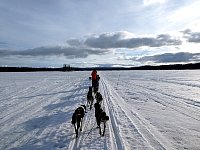 Early morning dogsledding on lake