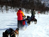 Dog sledding on lake