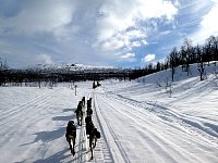 Dog sledding towards lake