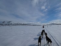 Dog sledding along snowmobile markers