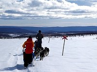 Dog sledding along snowmobile markers