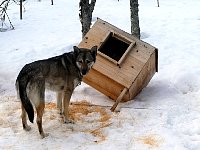 Dog near fallen over dog house