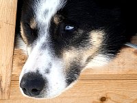 Dog looking out of dog house