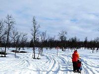 Dog sledding in forest