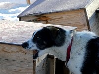 Dog chewing on dog house