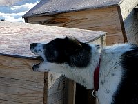 Dog chewing on dog house