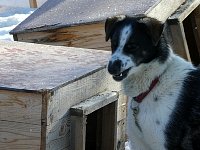 Dog chewing on dog house